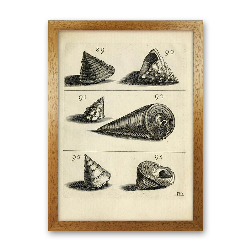 Set Of Vintage Shells Art Print by Jason Stanley Oak Grain