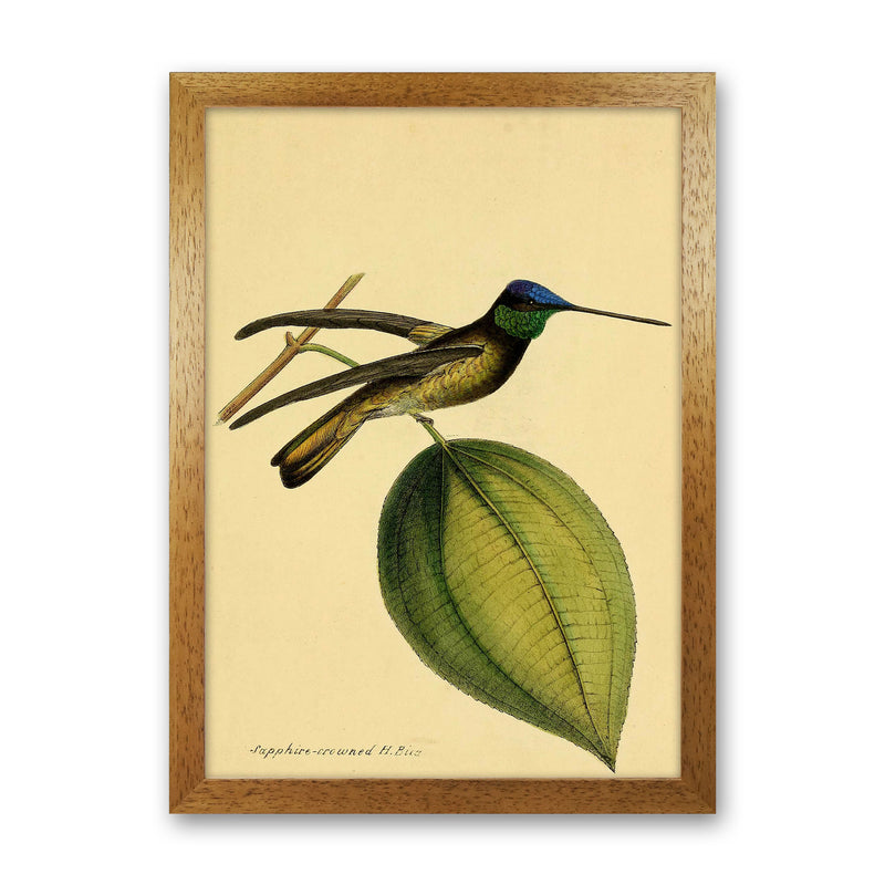 Crowned Humming Bird Art Print by Jason Stanley Oak Grain