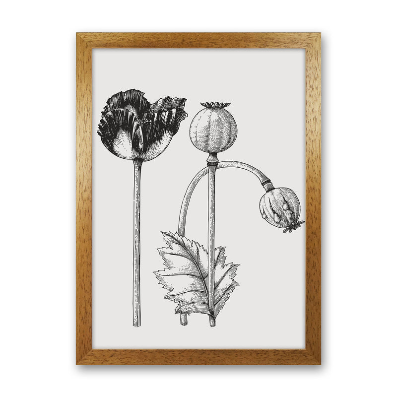 Vintage Poppy Plant Art Print by Jason Stanley Oak Grain