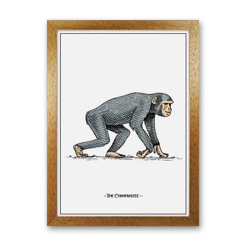 The Chimpanzee Art Print by Jason Stanley Oak Grain