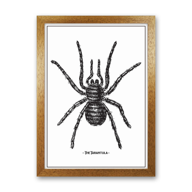 The Tarantula Art Print by Jason Stanley Oak Grain