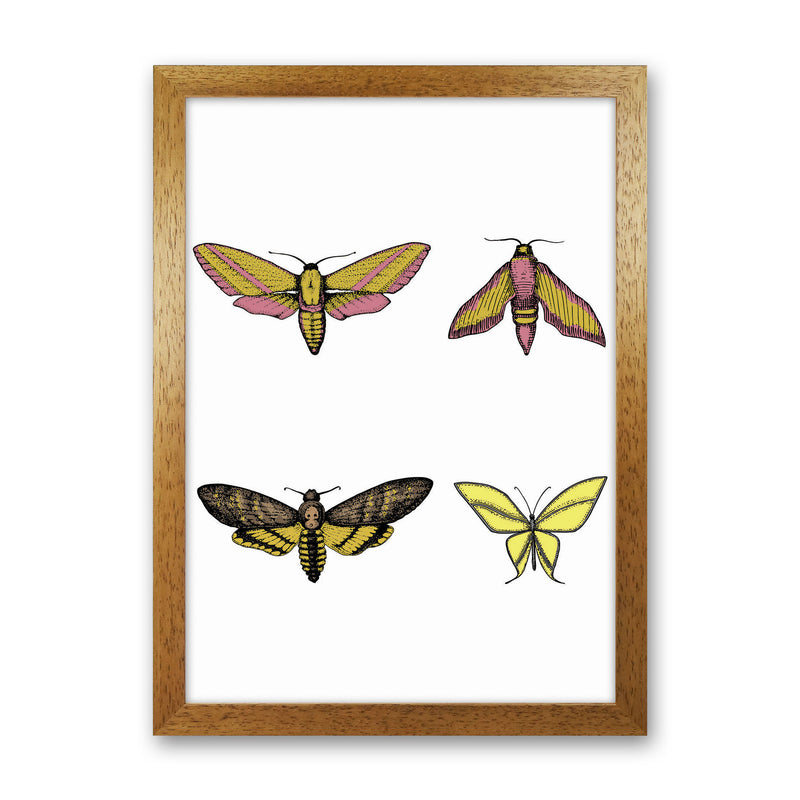 Vintage Moths Art Print by Jason Stanley Oak Grain
