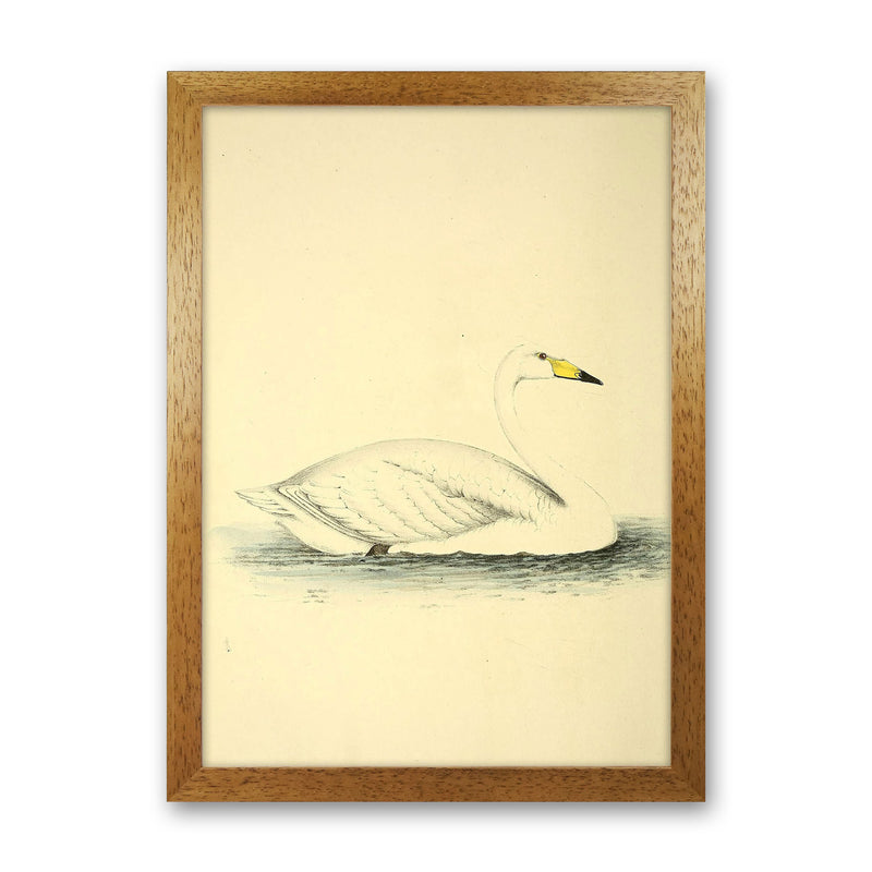 Vintage Swan Art Print by Jason Stanley Oak Grain