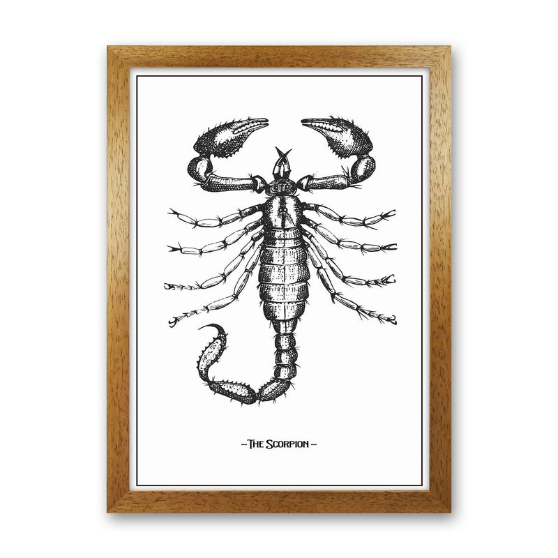 The Scorpion Art Print by Jason Stanley Oak Grain