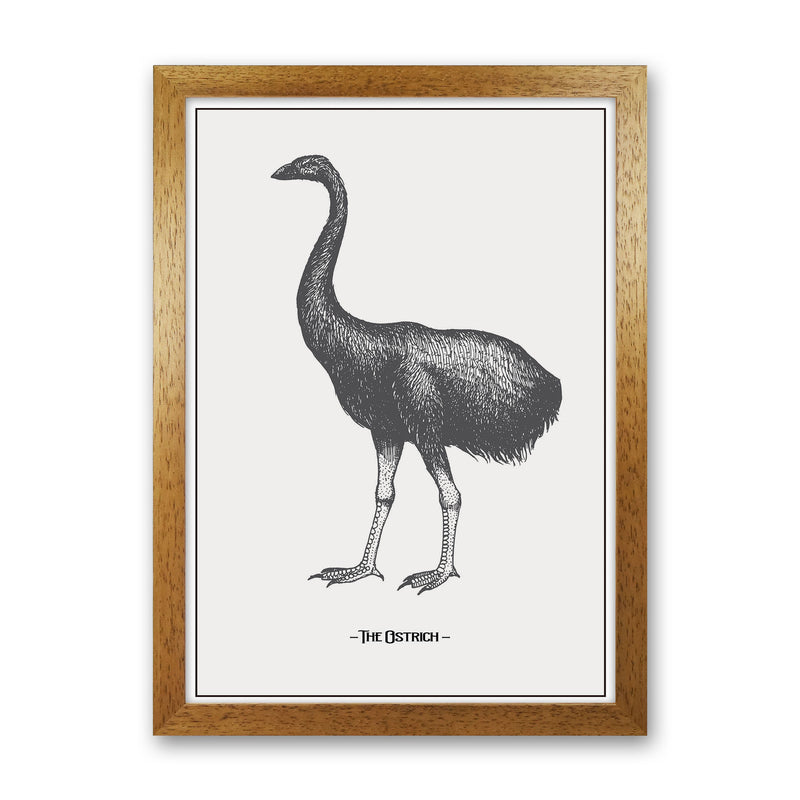 The Ostrich Art Print by Jason Stanley Oak Grain