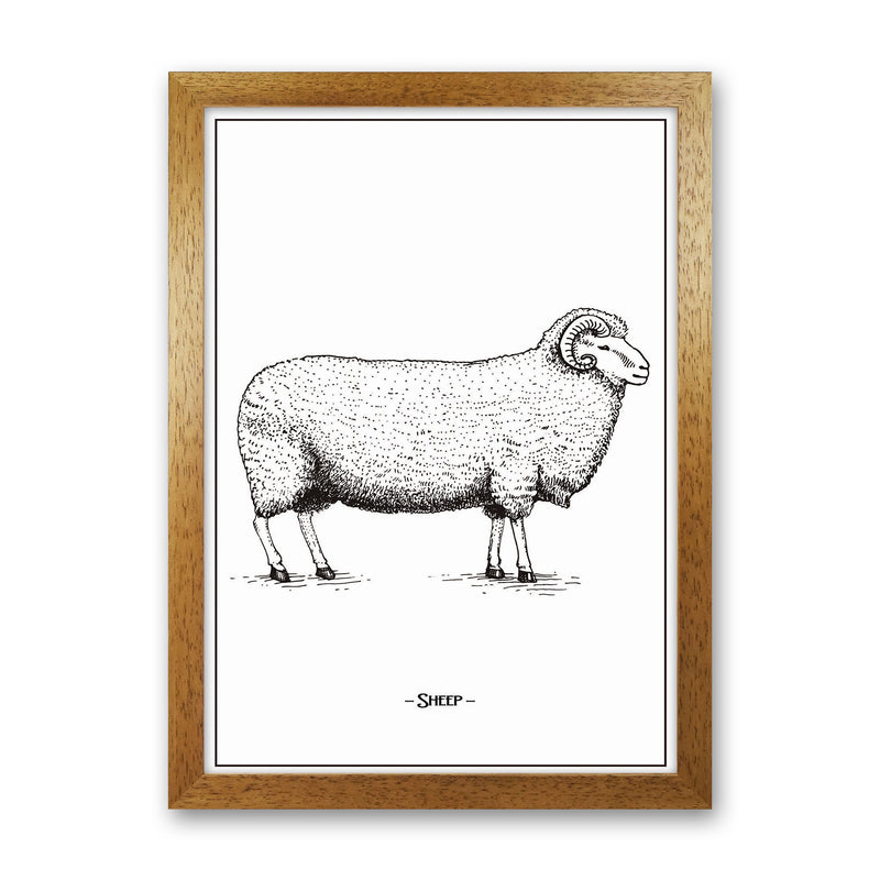 Sheep Art Print by Jason Stanley Oak Grain