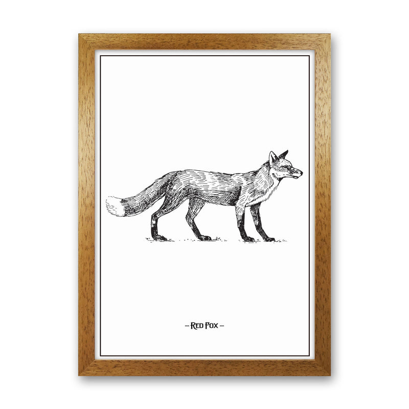 Red Fox Art Print by Jason Stanley Oak Grain