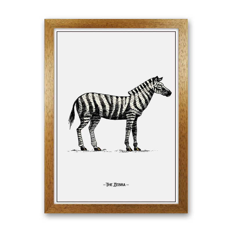 The Zebra Art Print by Jason Stanley Oak Grain