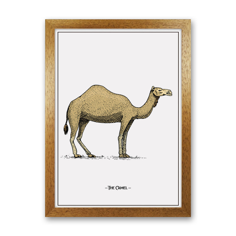 The Camel Art Print by Jason Stanley Oak Grain