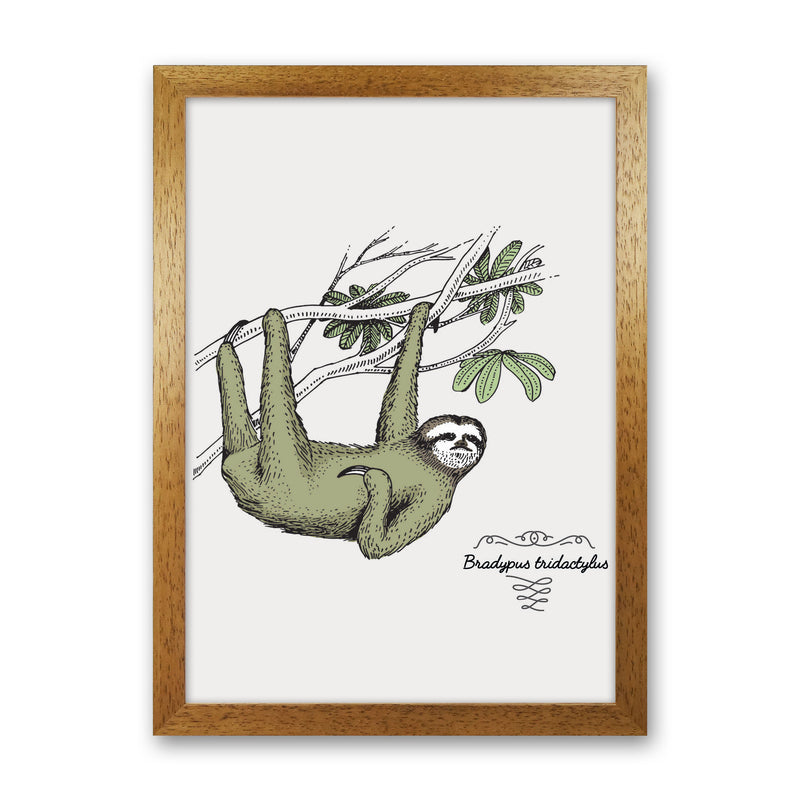 Sloth Art Print by Jason Stanley Oak Grain