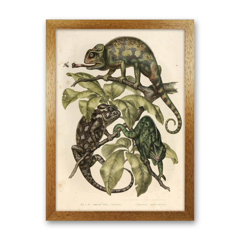 Vintage Chameleon Illustration Art Print by Jason Stanley Oak Grain