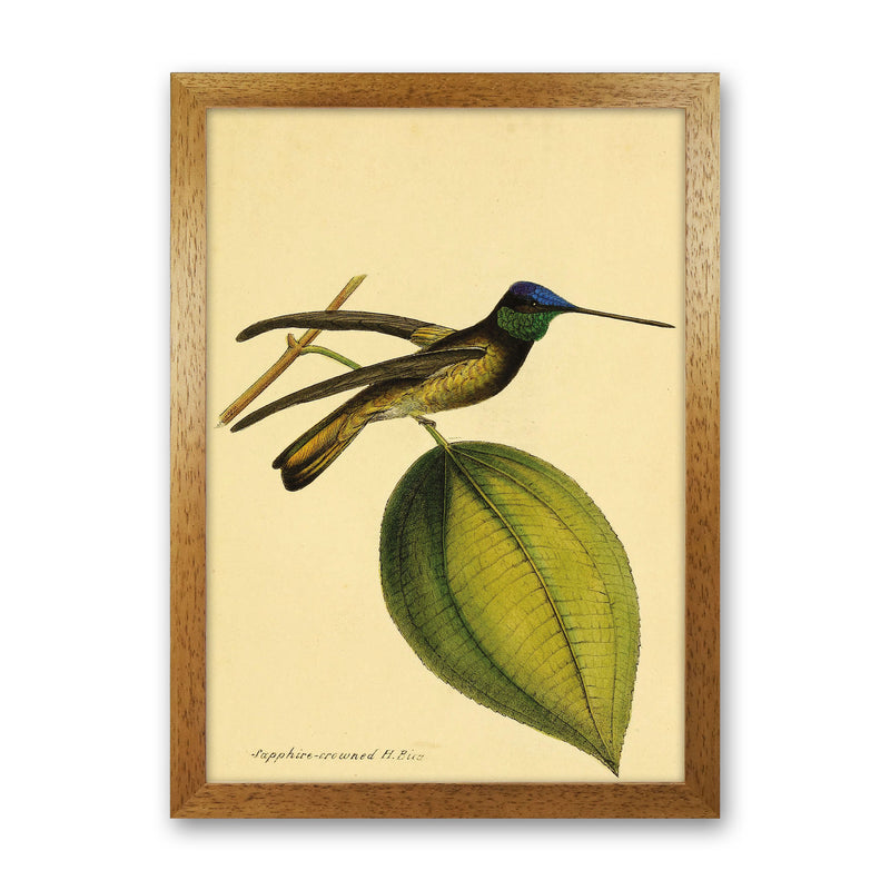 Sapphire Crowned Hummingbird Art Print by Jason Stanley Oak Grain