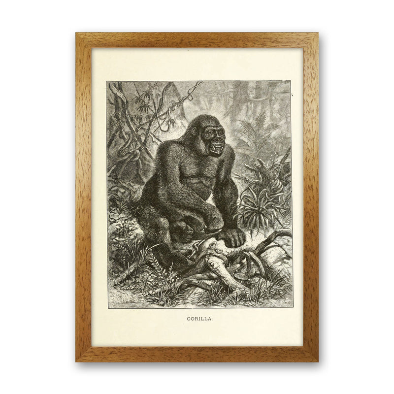 The Other King Of The Jungle Art Print by Jason Stanley Oak Grain