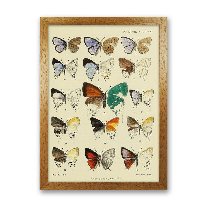 Vintage Butterfly Assortment Art Print by Jason Stanley Oak Grain