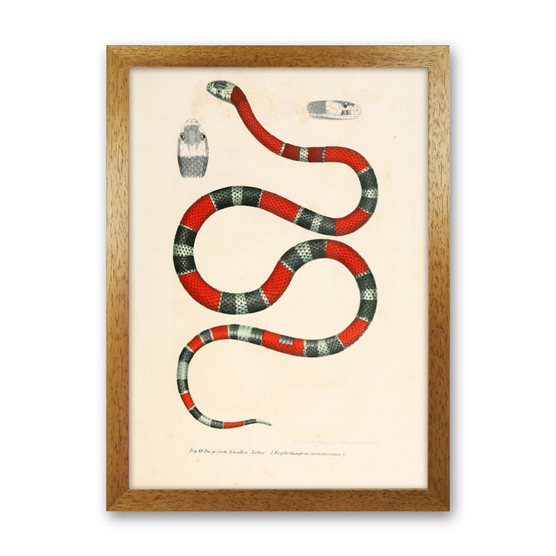 Vintage Snake Illustration 2 Art Print by Jason Stanley Oak Grain