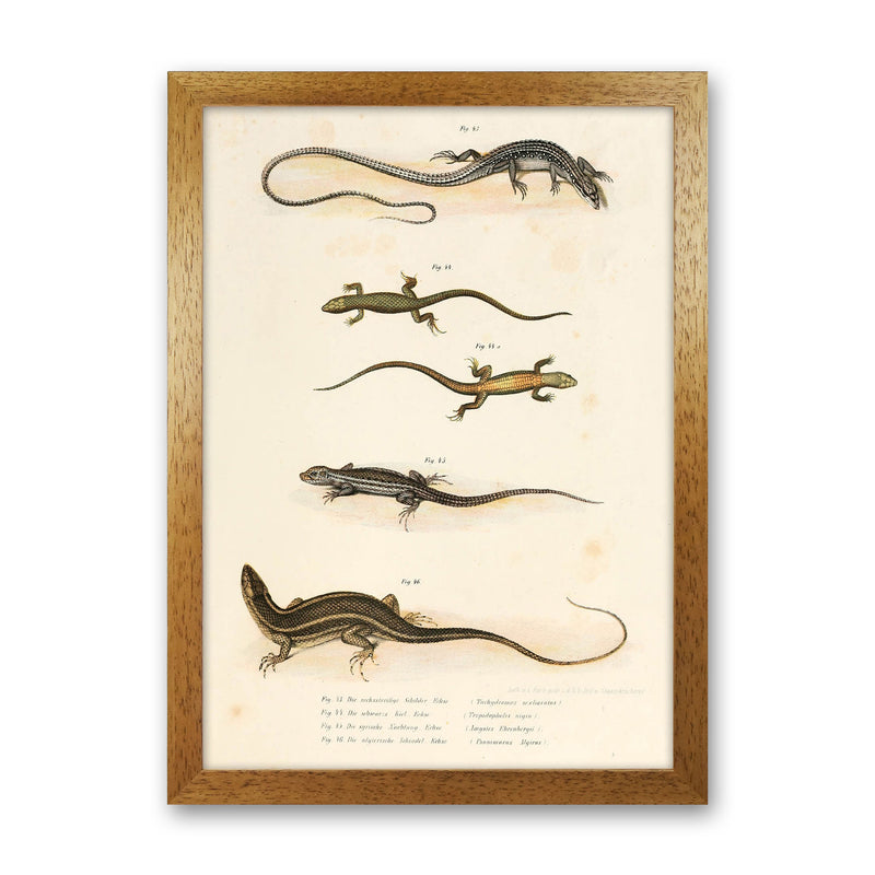 Vintage Salamander Illustration Art Print by Jason Stanley Oak Grain