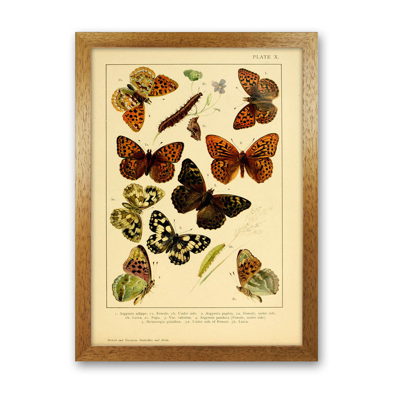 Vintage Butterfly Illustration Art Print by Jason Stanley Oak Grain