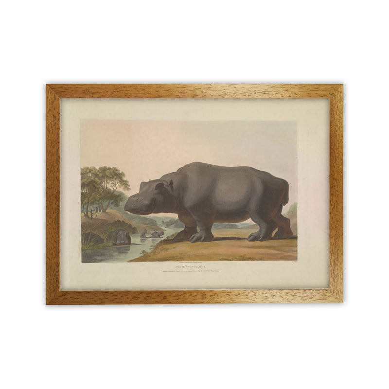 Vintage Hippo Illustration Art Print by Jason Stanley Oak Grain