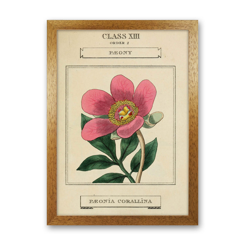 Vintage Flower Series 6 Art Print by Jason Stanley Oak Grain