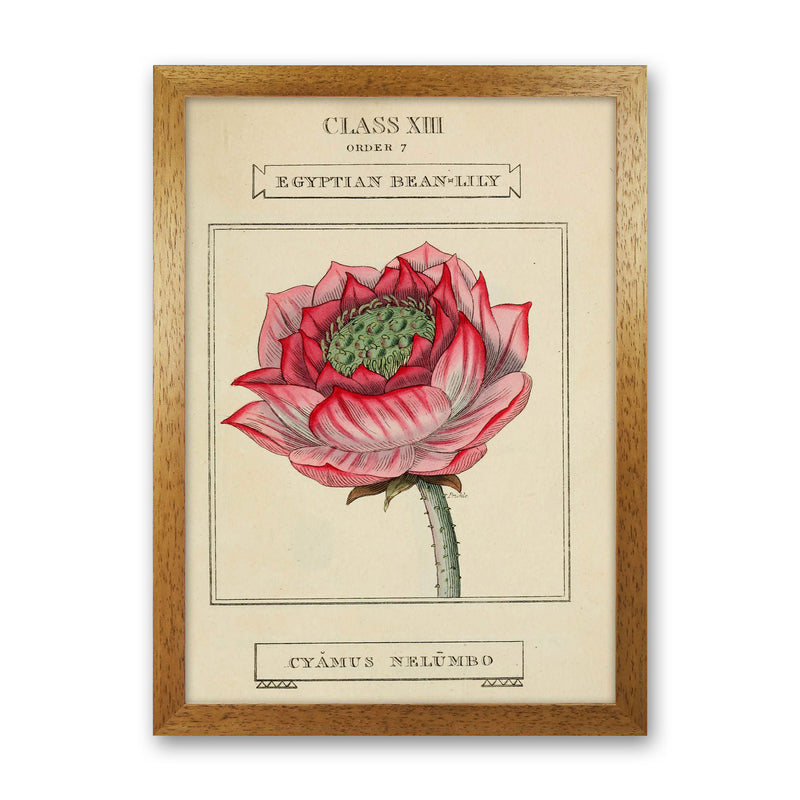 Vintage Flower Series 7 Art Print by Jason Stanley Oak Grain