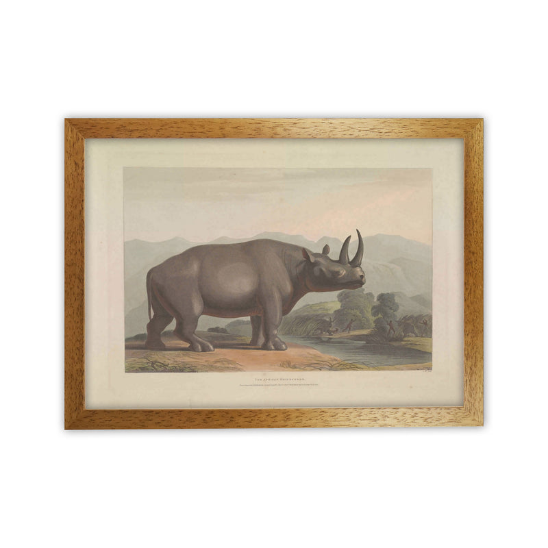 Vintage Rhino Illustration Art Print by Jason Stanley Oak Grain