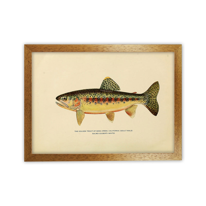 Golden Trout Illustration Art Print by Jason Stanley Oak Grain