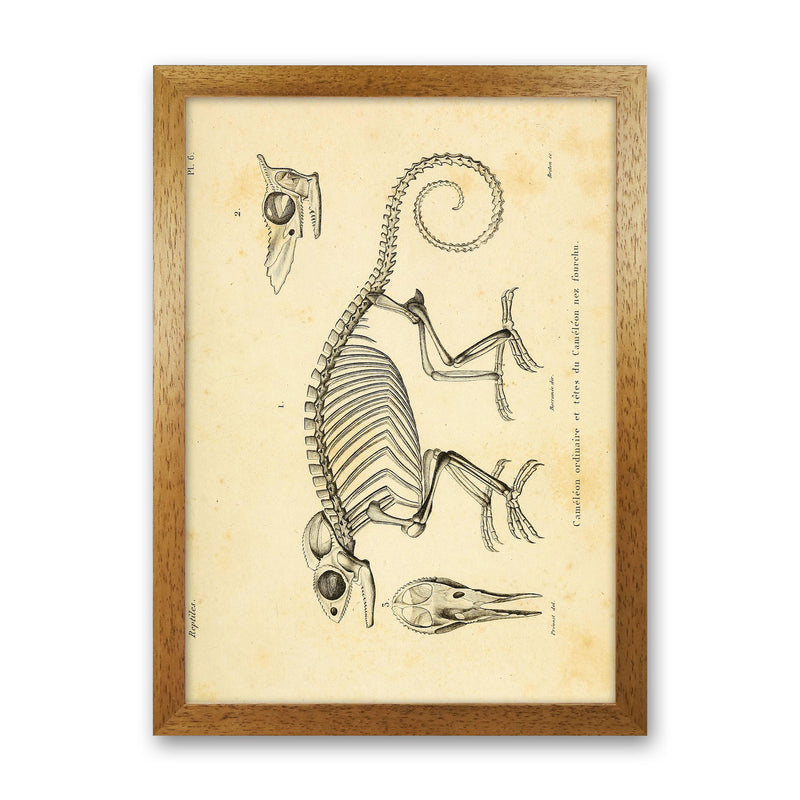 Chameleon Skeleton System Art Print by Jason Stanley Oak Grain