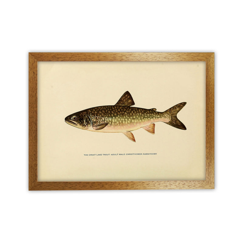 Lake Trout Illustration Art Print by Jason Stanley Oak Grain