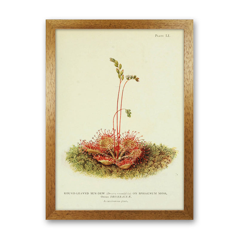 A Carnivorous Plant Art Print by Jason Stanley Oak Grain