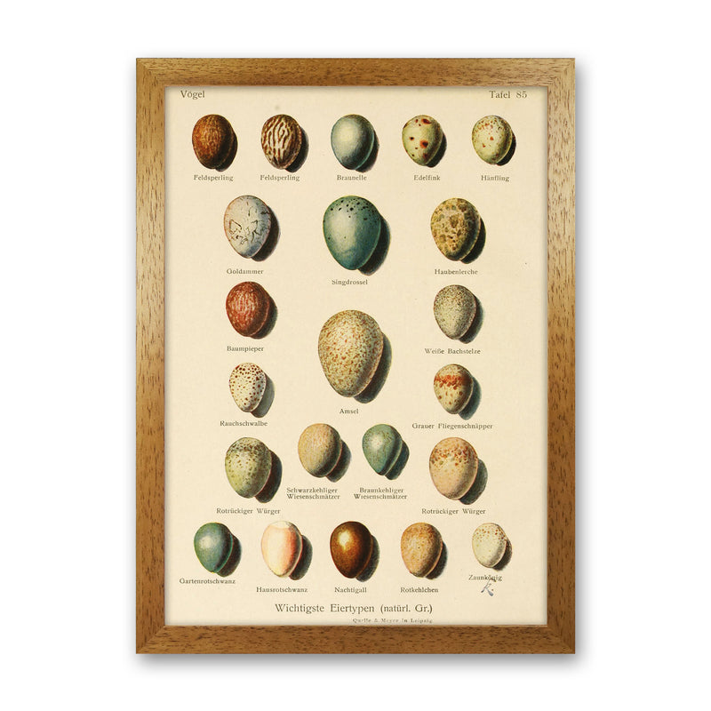 Vintage Set Of Eggs Art Print by Jason Stanley Oak Grain