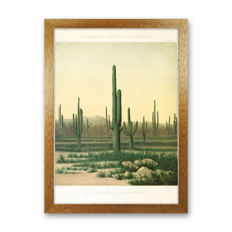 Vintage Desert Cactus Art Print by Jason Stanley Oak Grain
