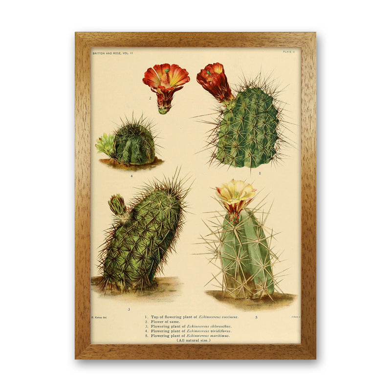 Cactus Series 1 Art Print by Jason Stanley Oak Grain