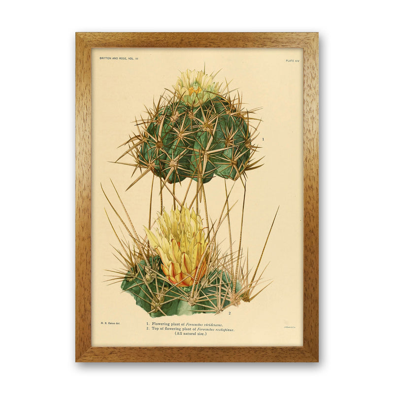 Cactus Series 10 Art Print by Jason Stanley Oak Grain