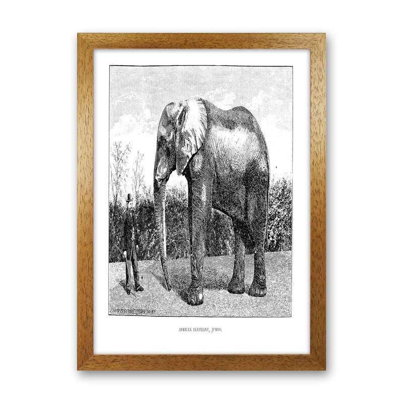 African Elephant Art Print by Jason Stanley Oak Grain