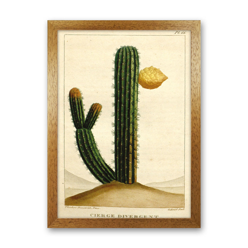 Vintage Cactus II Art Print by Jason Stanley Oak Grain