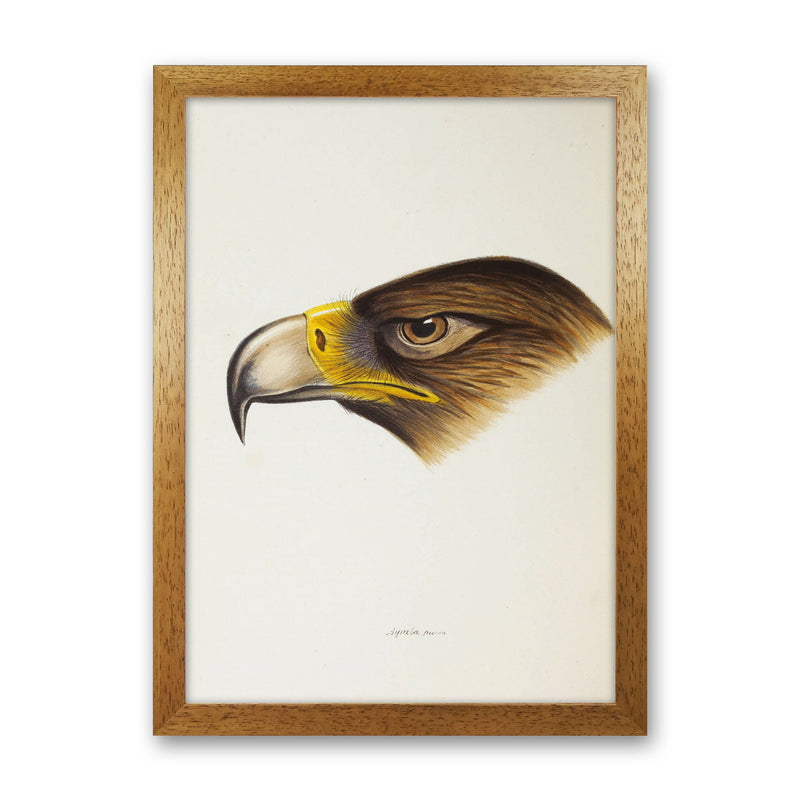 Vintage Eagle Face Art Print by Jason Stanley Oak Grain
