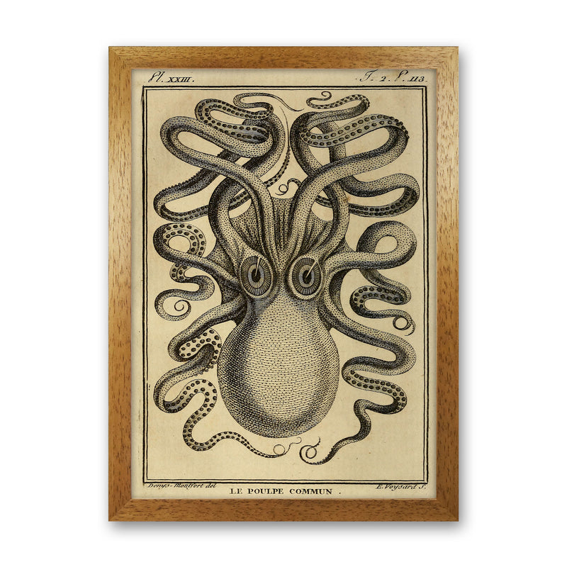 Vintage Octopus 2 Art Print by Jason Stanley Oak Grain