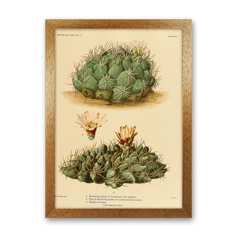 Cactus Series 12 Art Print by Jason Stanley Oak Grain