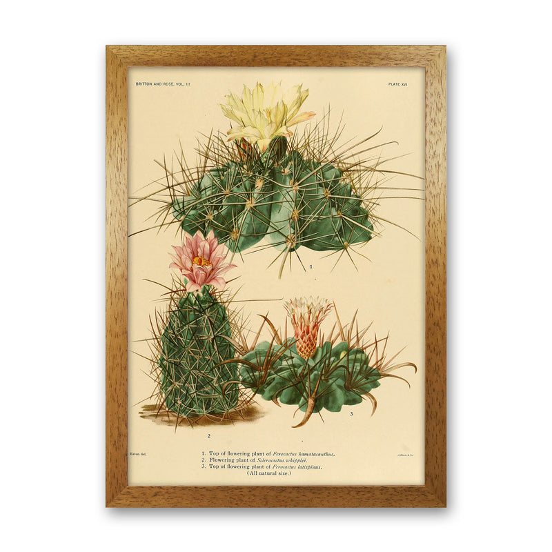 Cactus Series 11 Art Print by Jason Stanley Oak Grain