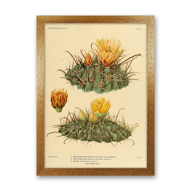 Cactus Series 9 Art Print by Jason Stanley Oak Grain