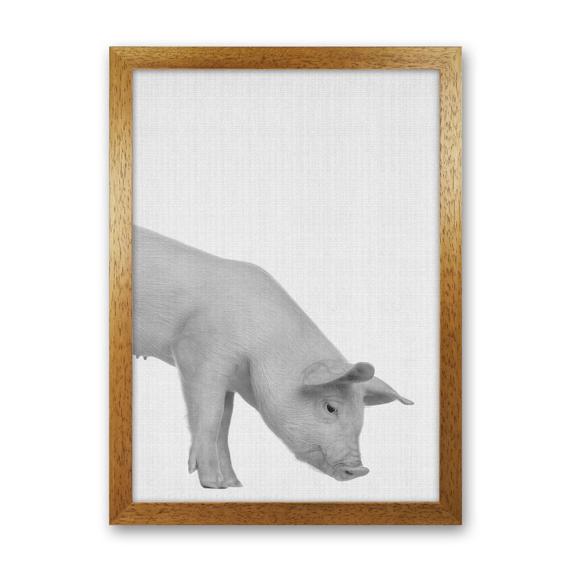 The Cleanest Pig Art Print by Jason Stanley Oak Grain