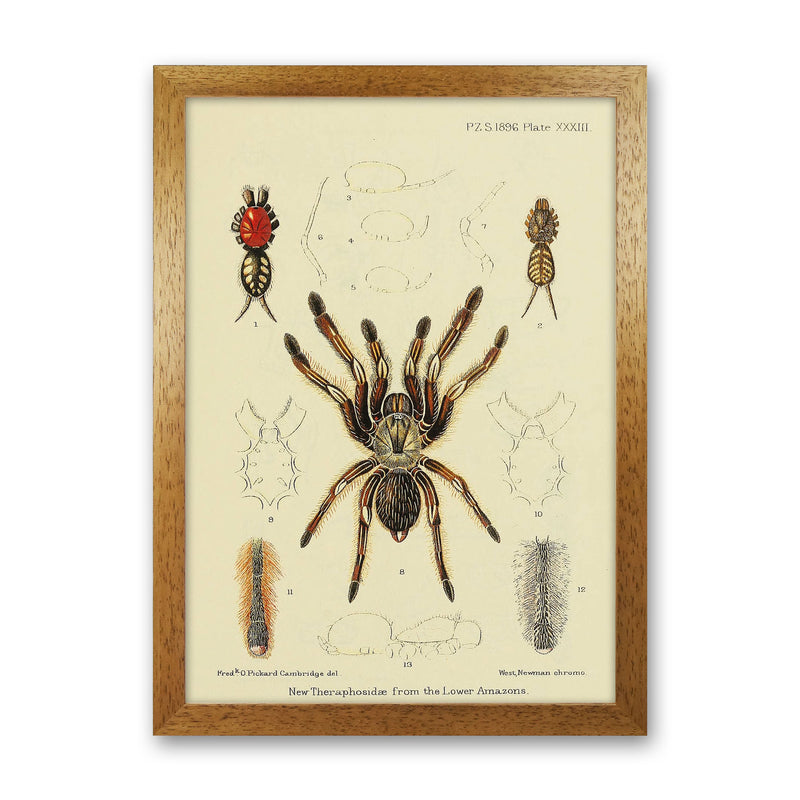 Vintage Tarantula Art Print by Jason Stanley Oak Grain