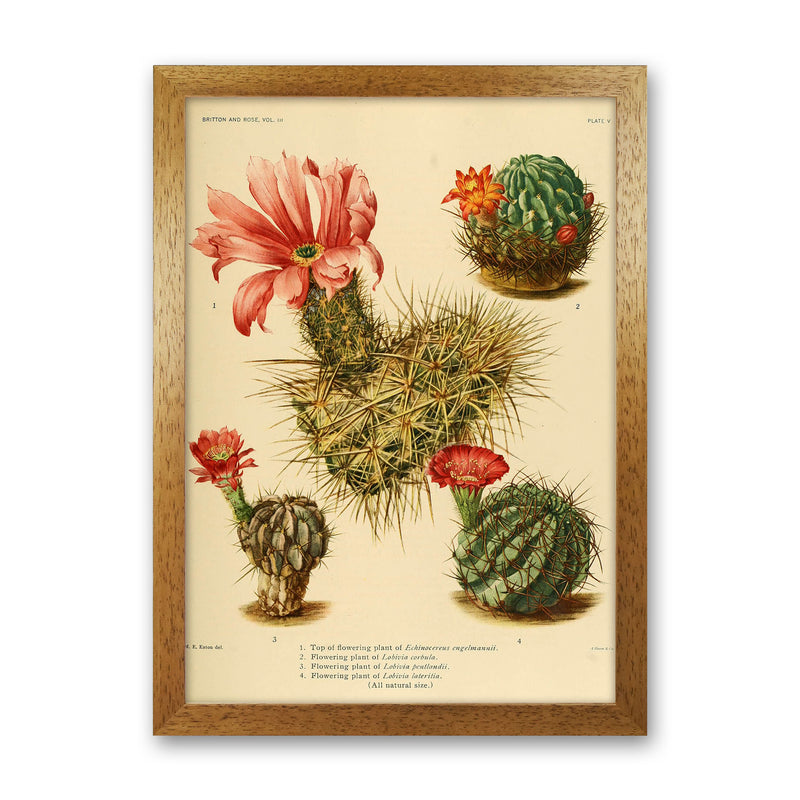 Cactus Series 4 Art Print by Jason Stanley Oak Grain