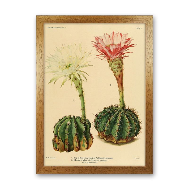 Cactus Series 5 Art Print by Jason Stanley Oak Grain