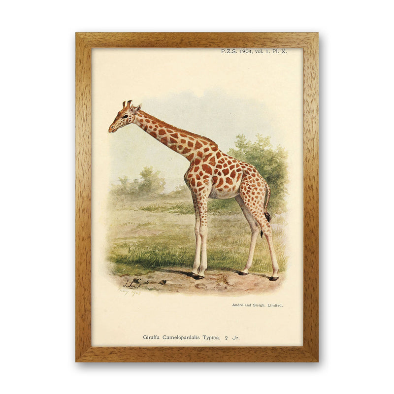 The Gentle Giraffe Art Print by Jason Stanley Oak Grain
