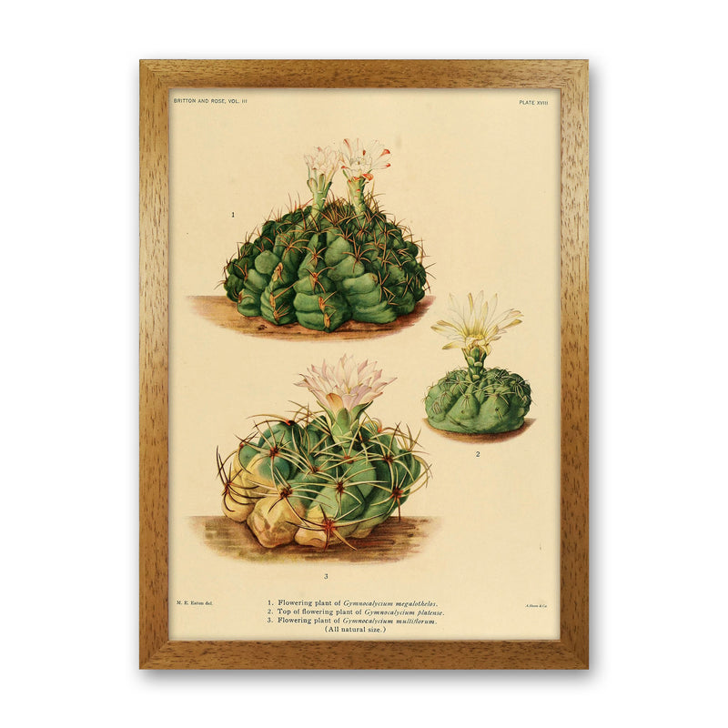 Cactus Series 13 Art Print by Jason Stanley Oak Grain