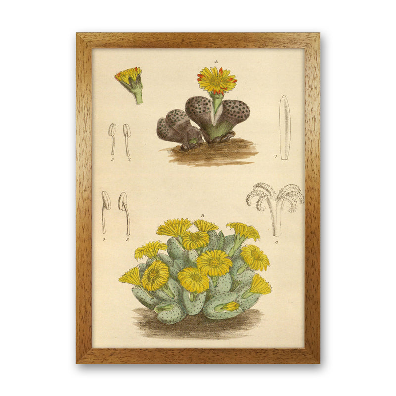 Vintage Cactus III Art Print by Jason Stanley Oak Grain