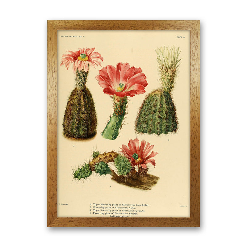 Cactus Series 2 Art Print by Jason Stanley Oak Grain