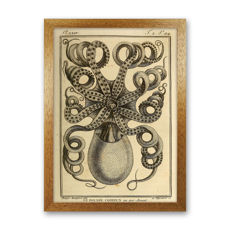 Vintage Octopus Art Print by Jason Stanley Oak Grain