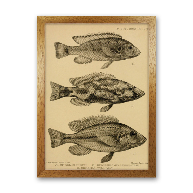 Various Fish Art Print by Jason Stanley Oak Grain